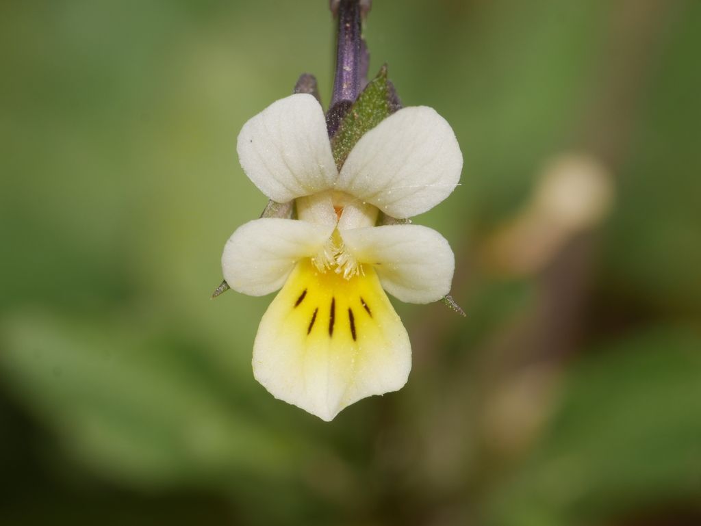 Field Pansy