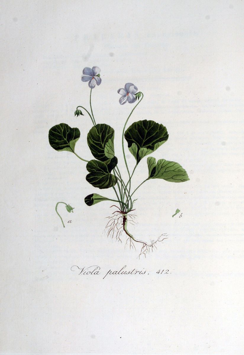 Marsh Violet