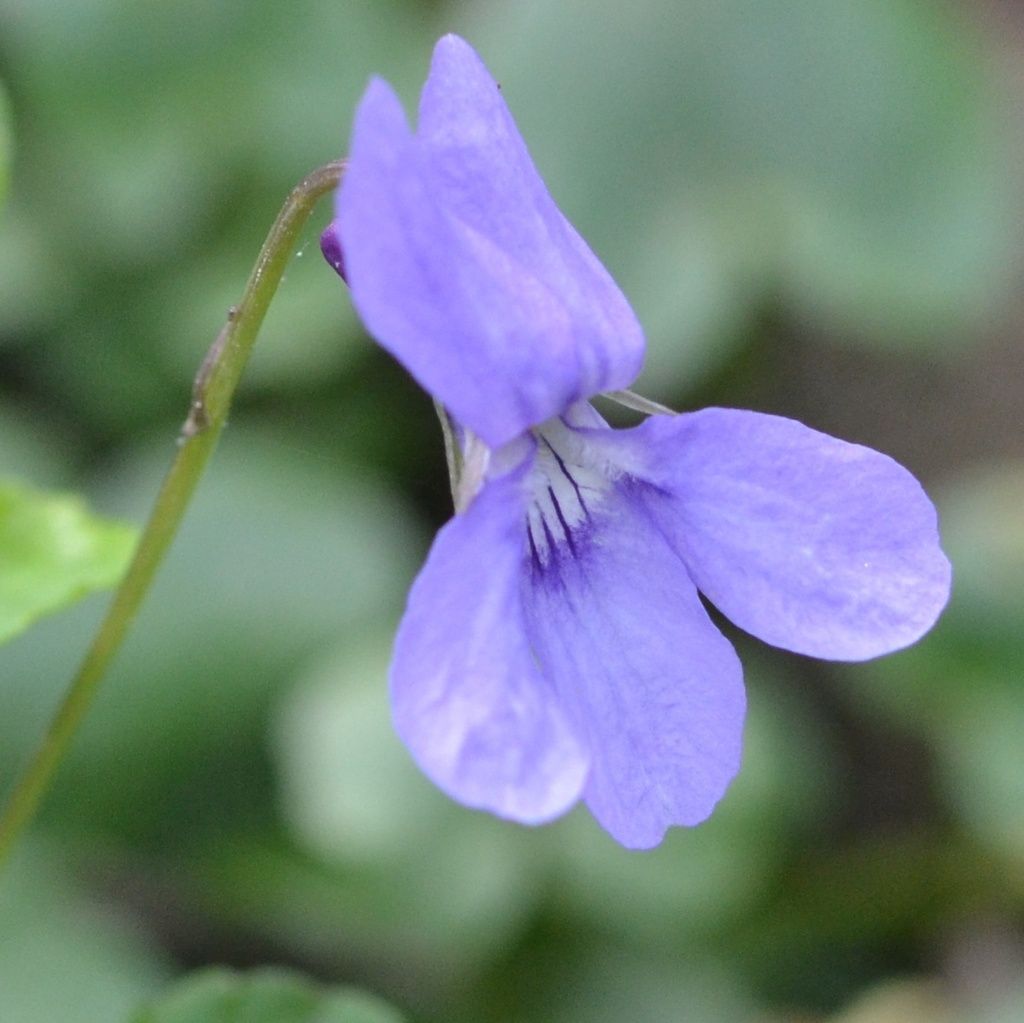 Early Dog-violet