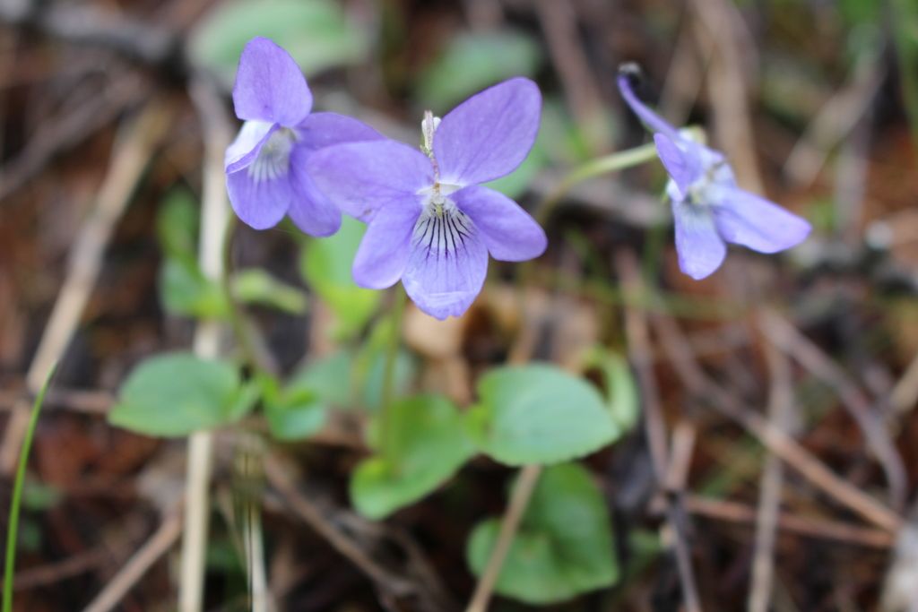 Common Dog-violet