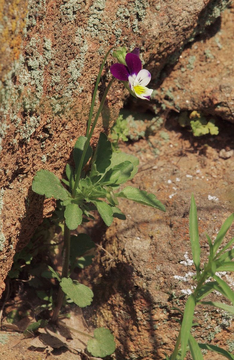 Wild Pansy