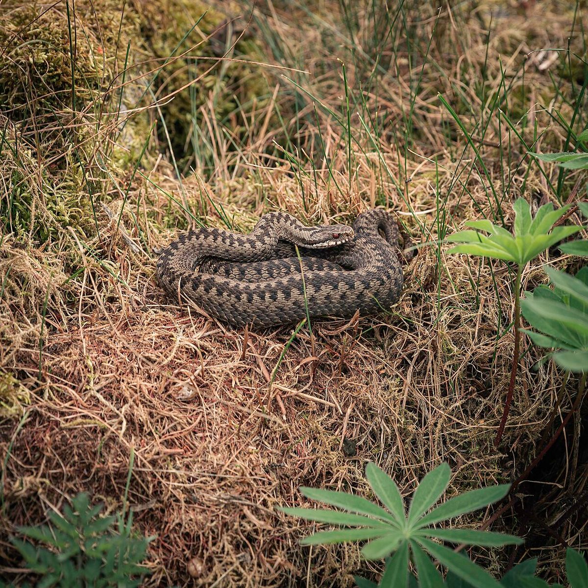 Adder