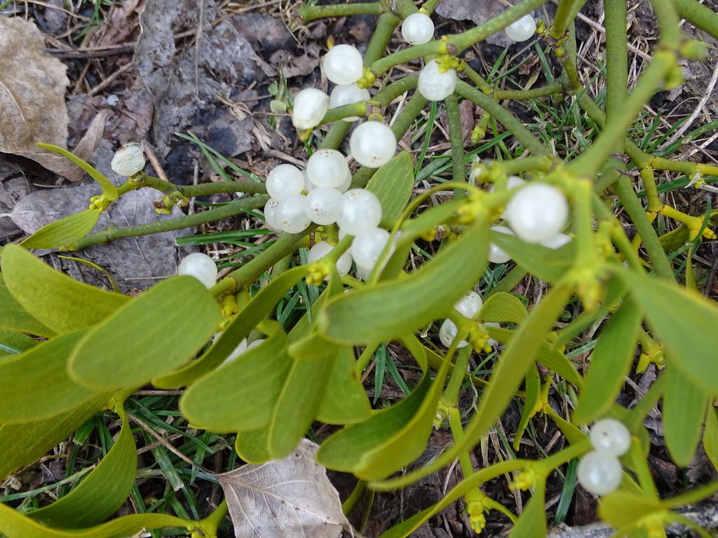 Mistletoe