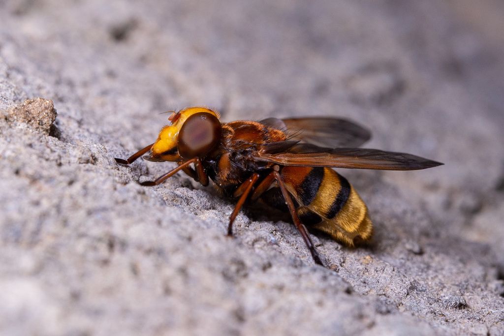 Hornet Hoverfly