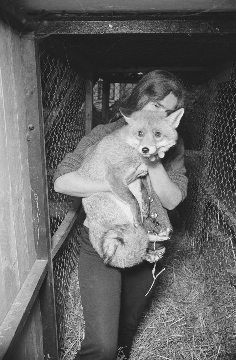 Red Fox