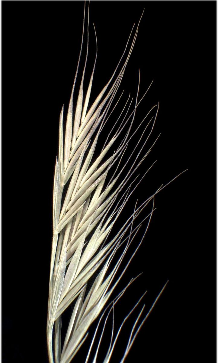 Squirreltail Fescue