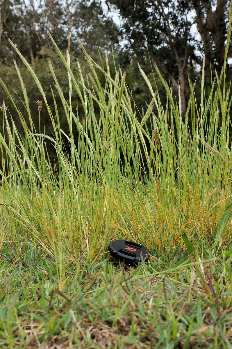 Rat's-tail Fescue