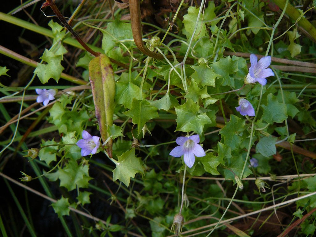 Ivy-leaved Bellflower