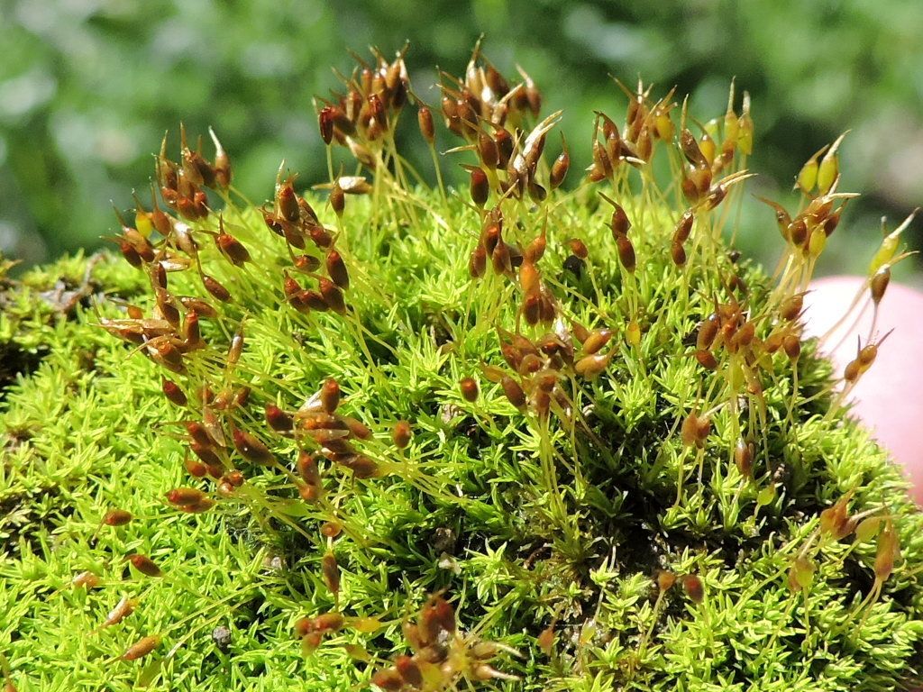 Green-tufted Stubble-moss