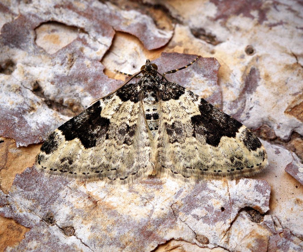 Garden Carpet