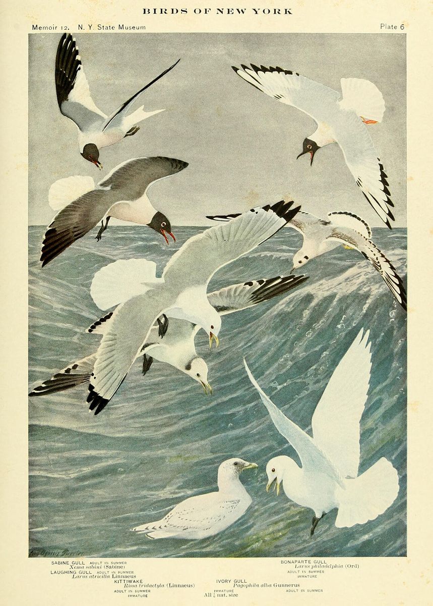 Sabine's Gull