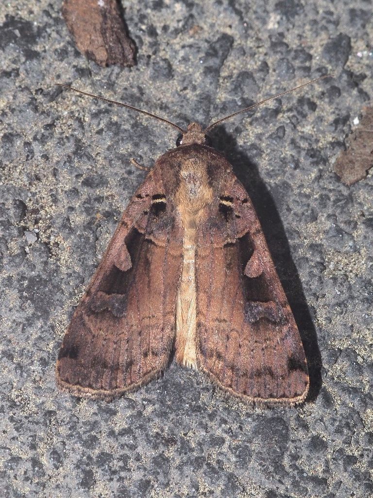 Triple-spotted Clay