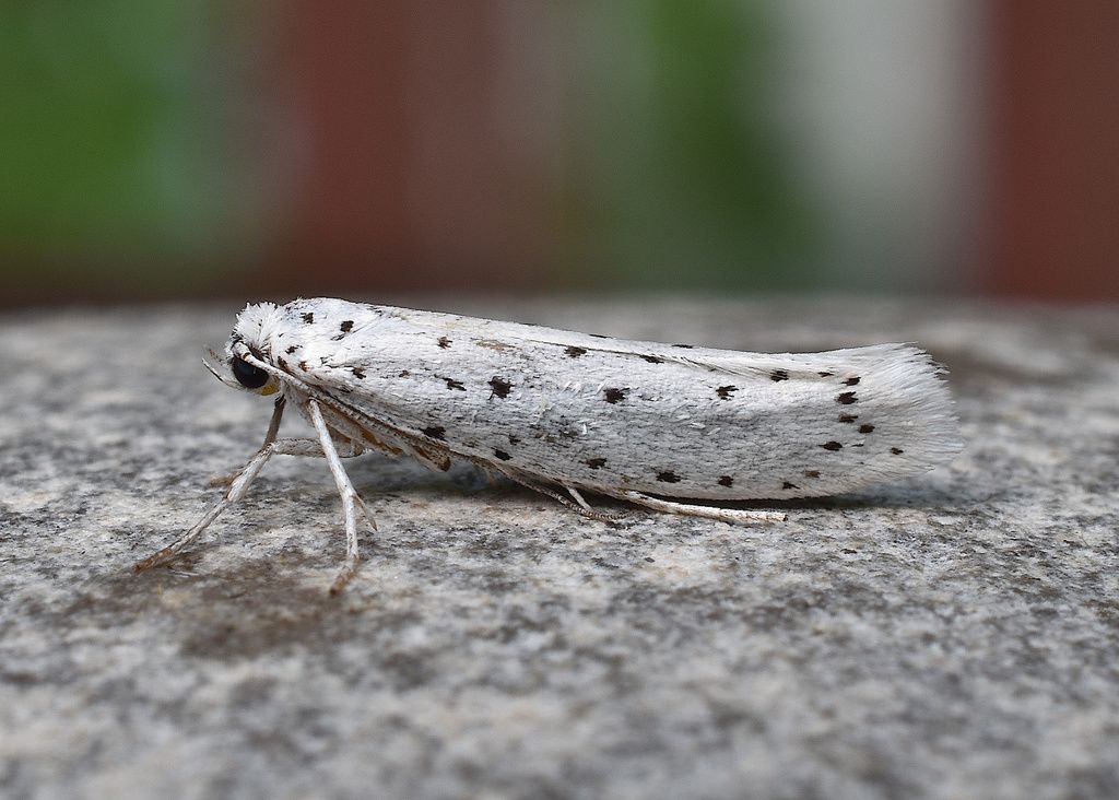 Spindle Ermine