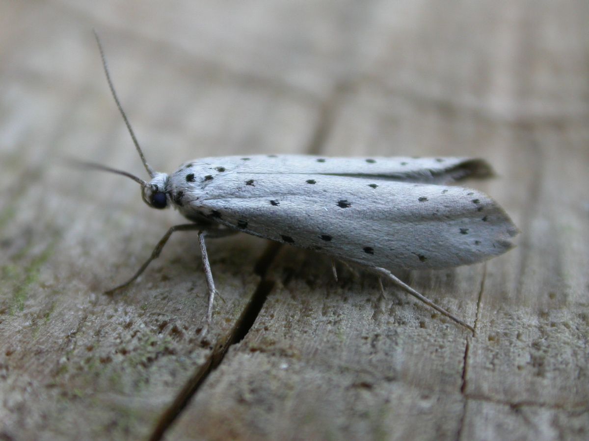 Orchard Ermine