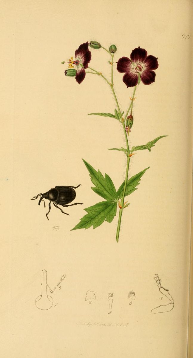 Meadow Cranesbill Weevil