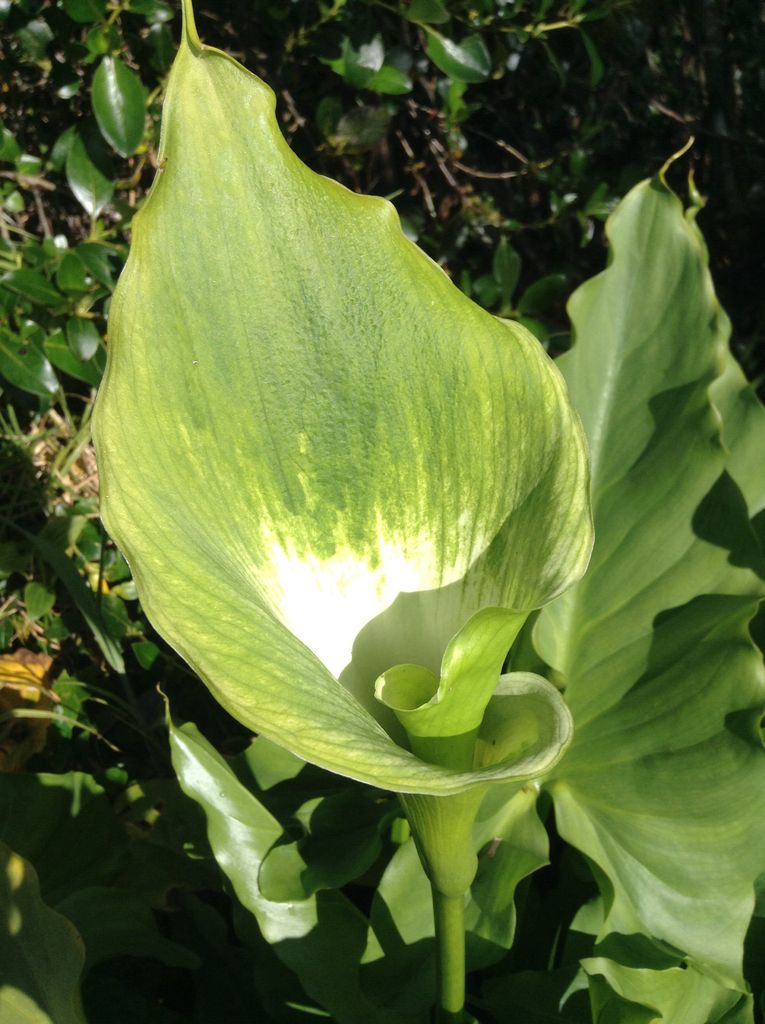 Altar-lily