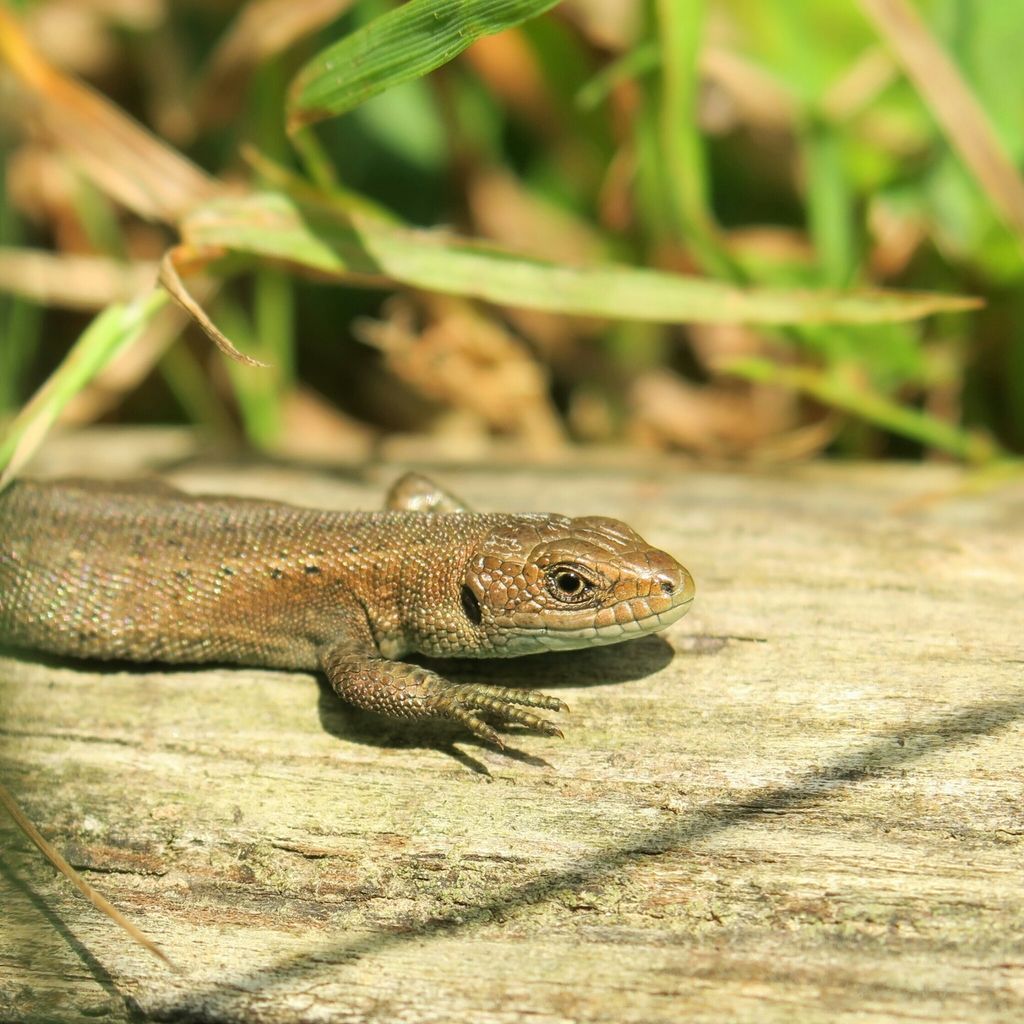Common Lizard