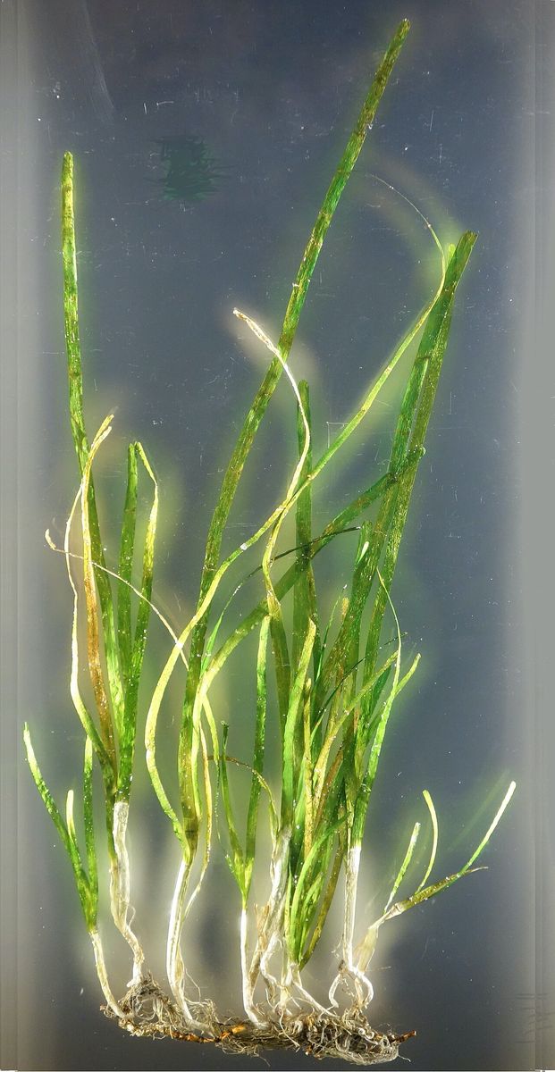 Narrow-Leaved Eelgrass