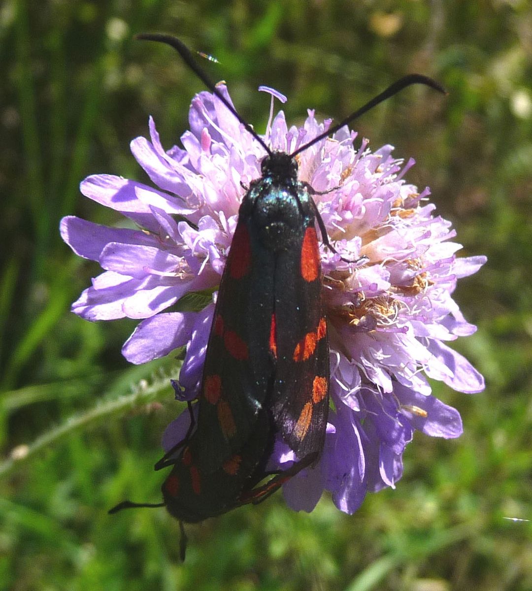 Six-spot Burnet