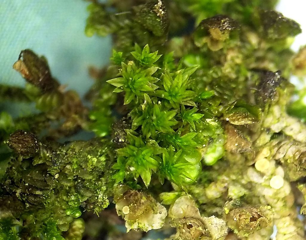 Lesser Yoke-moss