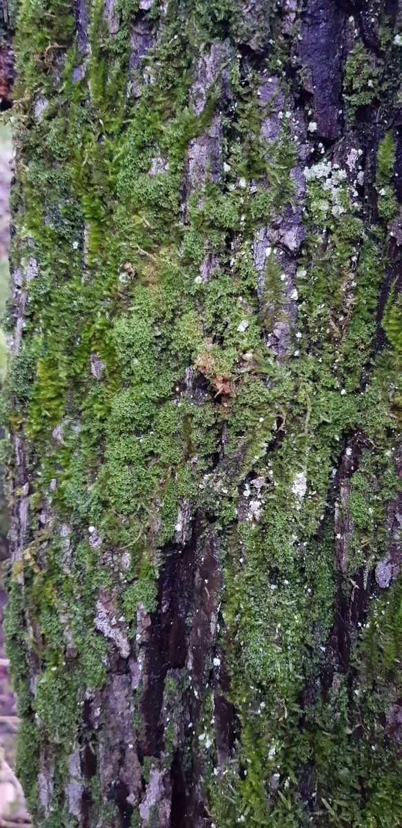 Green Yoke-moss
