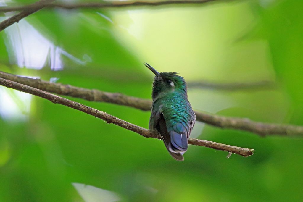Emerald-chinned Hummingbird