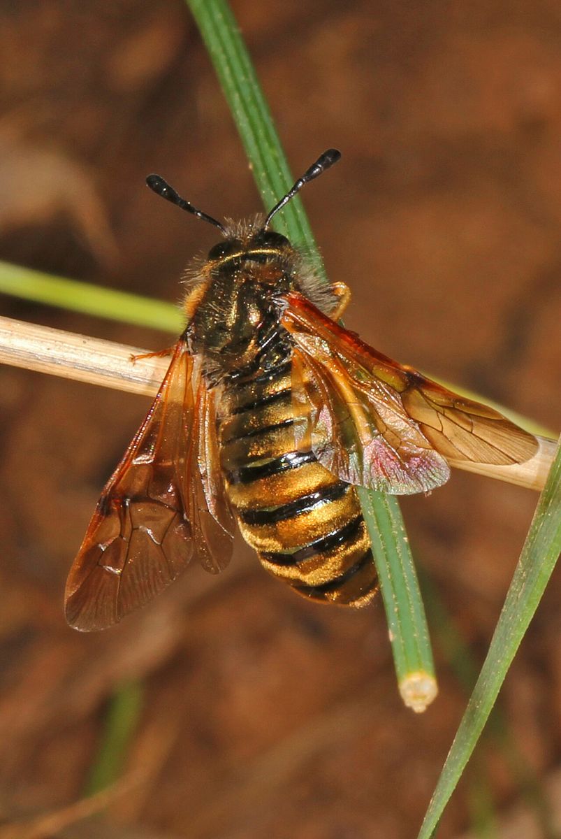 Honeysuckle Clubhorn