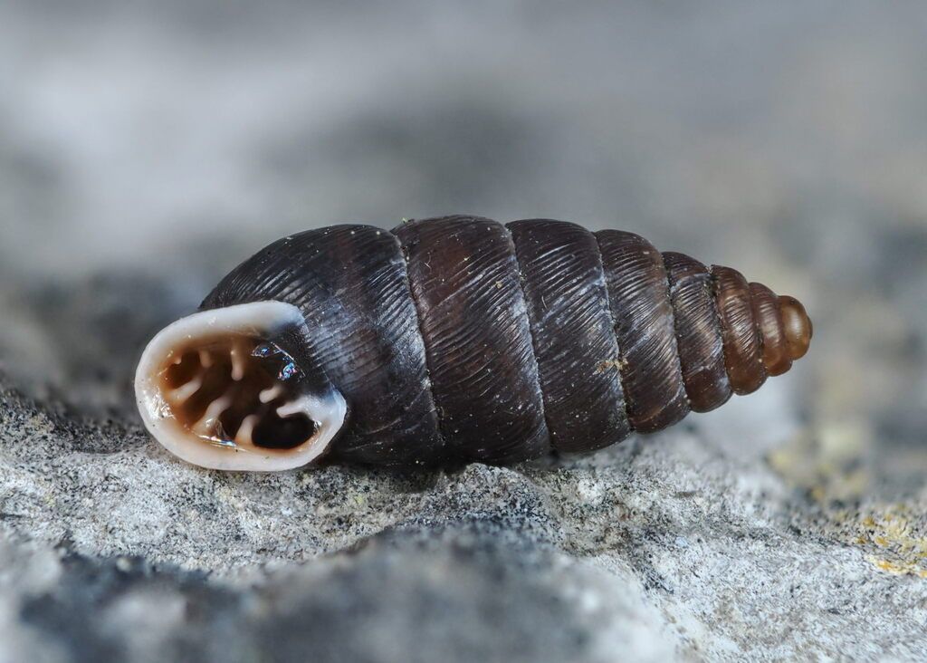Large Chrysalis Snail