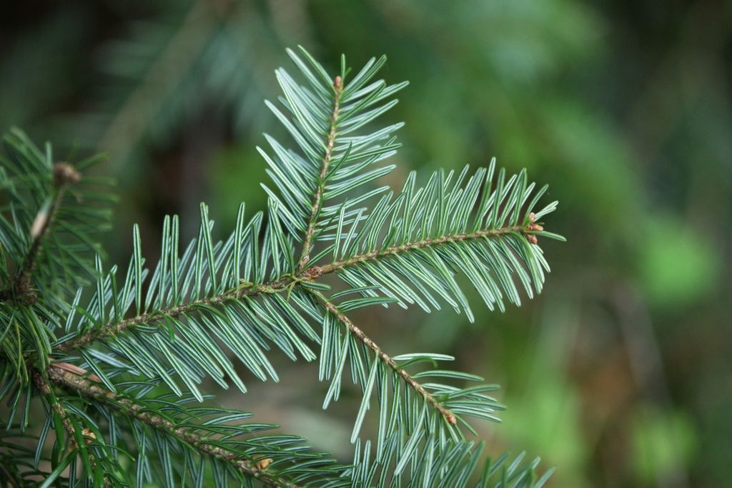 European Silver-fir