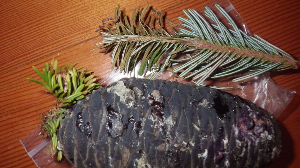 Beautiful Silver-Fir