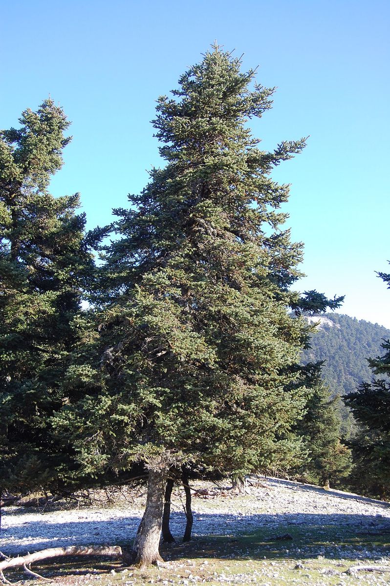 Greek Fir
