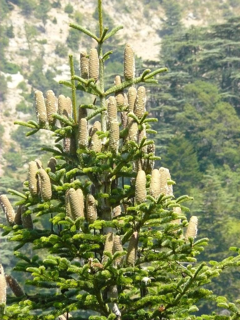 Cilician Fir