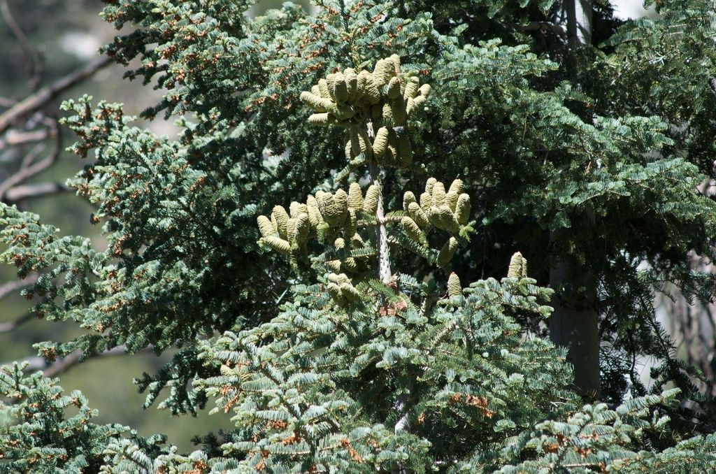 Colorado White-fir