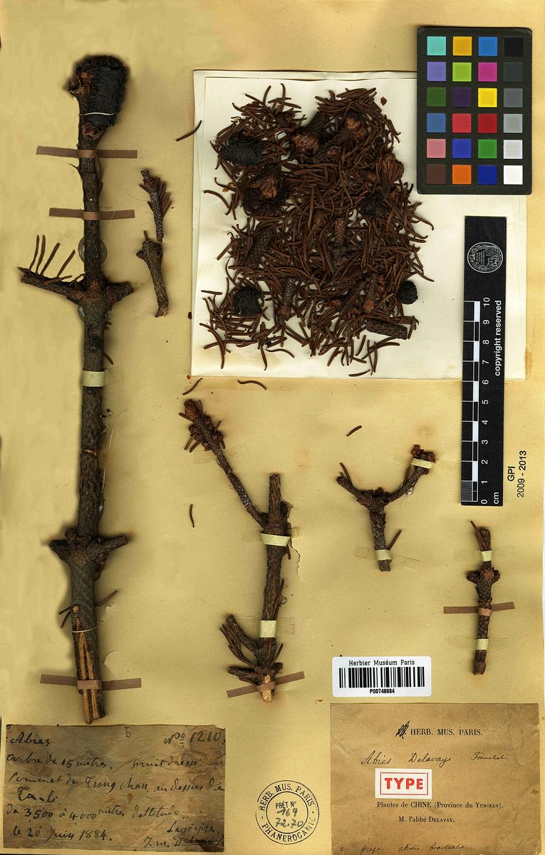 Delavay's Silver-fir