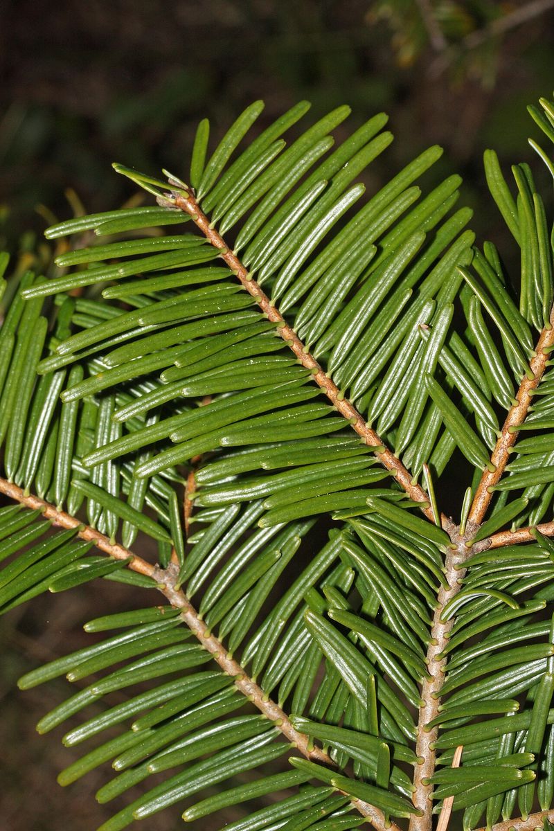 Giant Fir