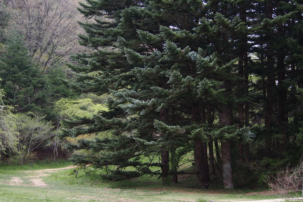 Nikko Fir
