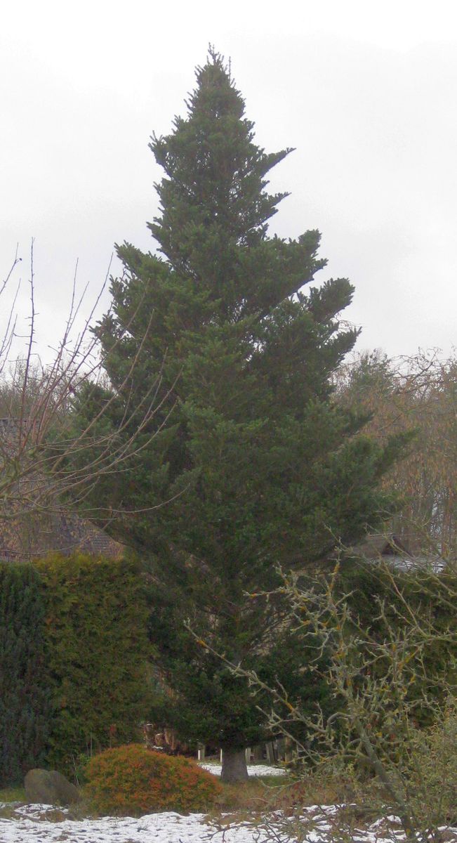 Korean Fir