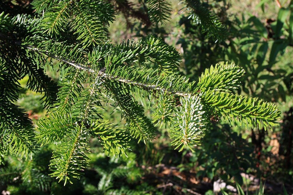 Caucasian Fir