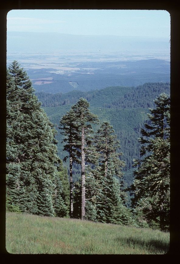 Noble Fir
