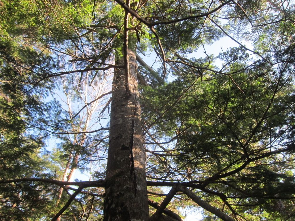 Veitch's Silver-fir