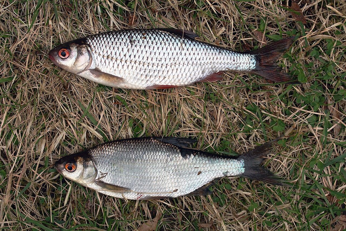 Common Bream x Roach