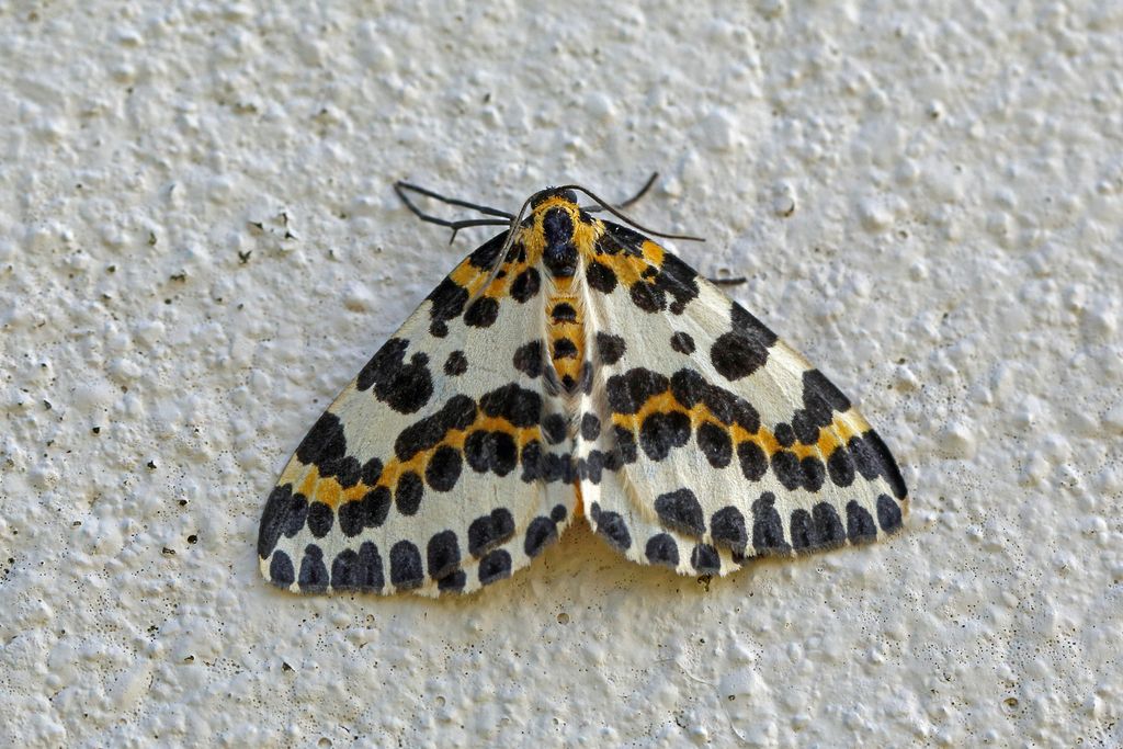 Magpie Moth