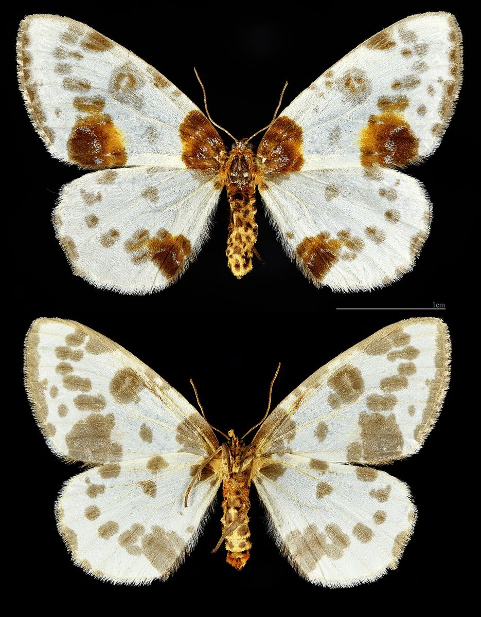 Clouded Magpie