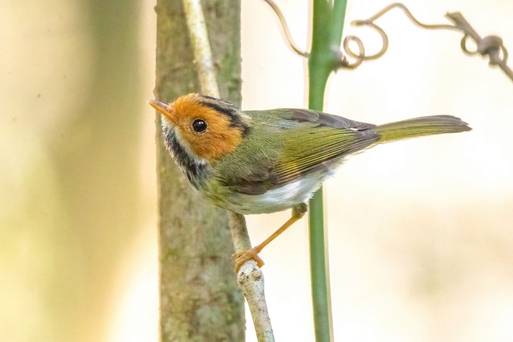 Rufous-faced Warbler