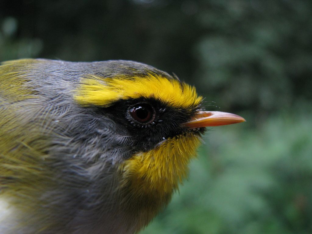 Black-faced Warbler