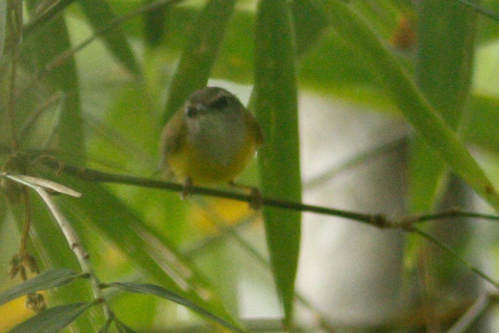 Yellow-bellied Warbler