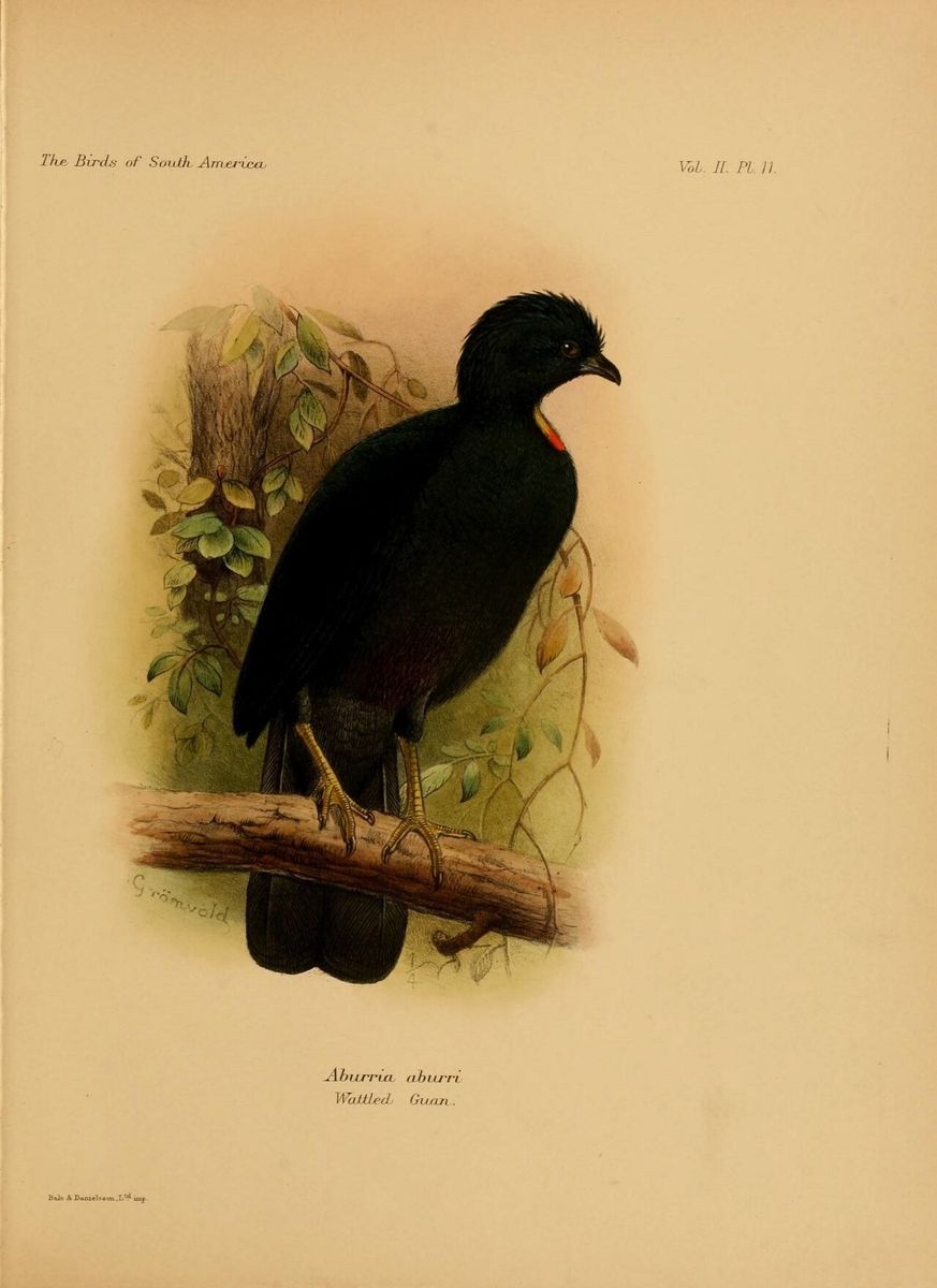 Wattled Guan