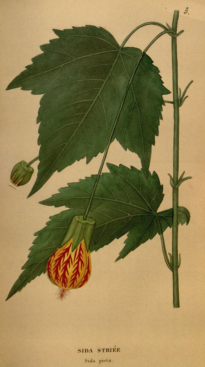 Chinese-lantern