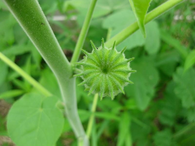 Velvetleaf