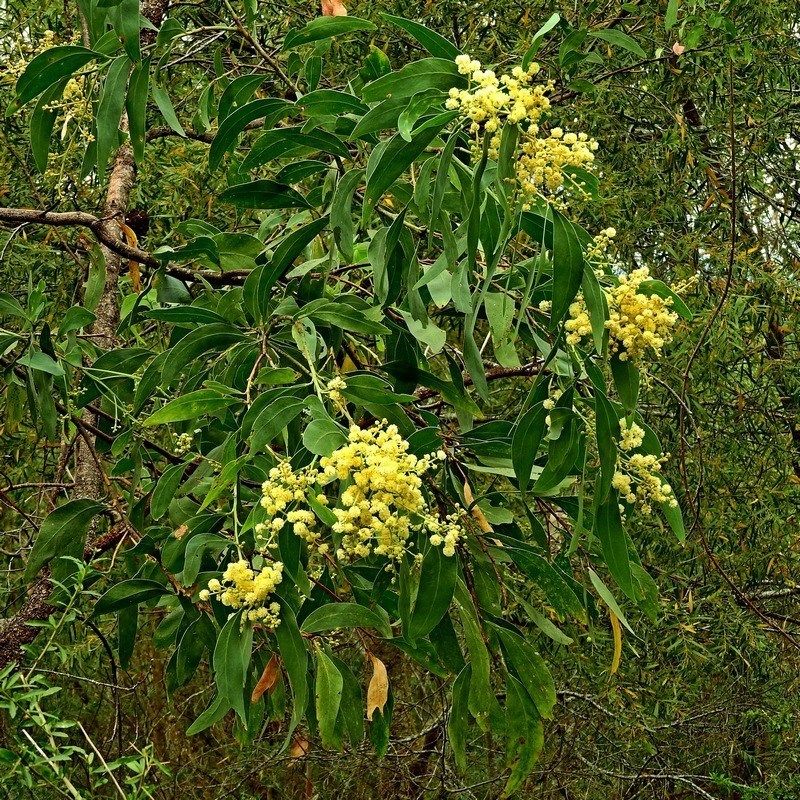 Hickory Wattle
